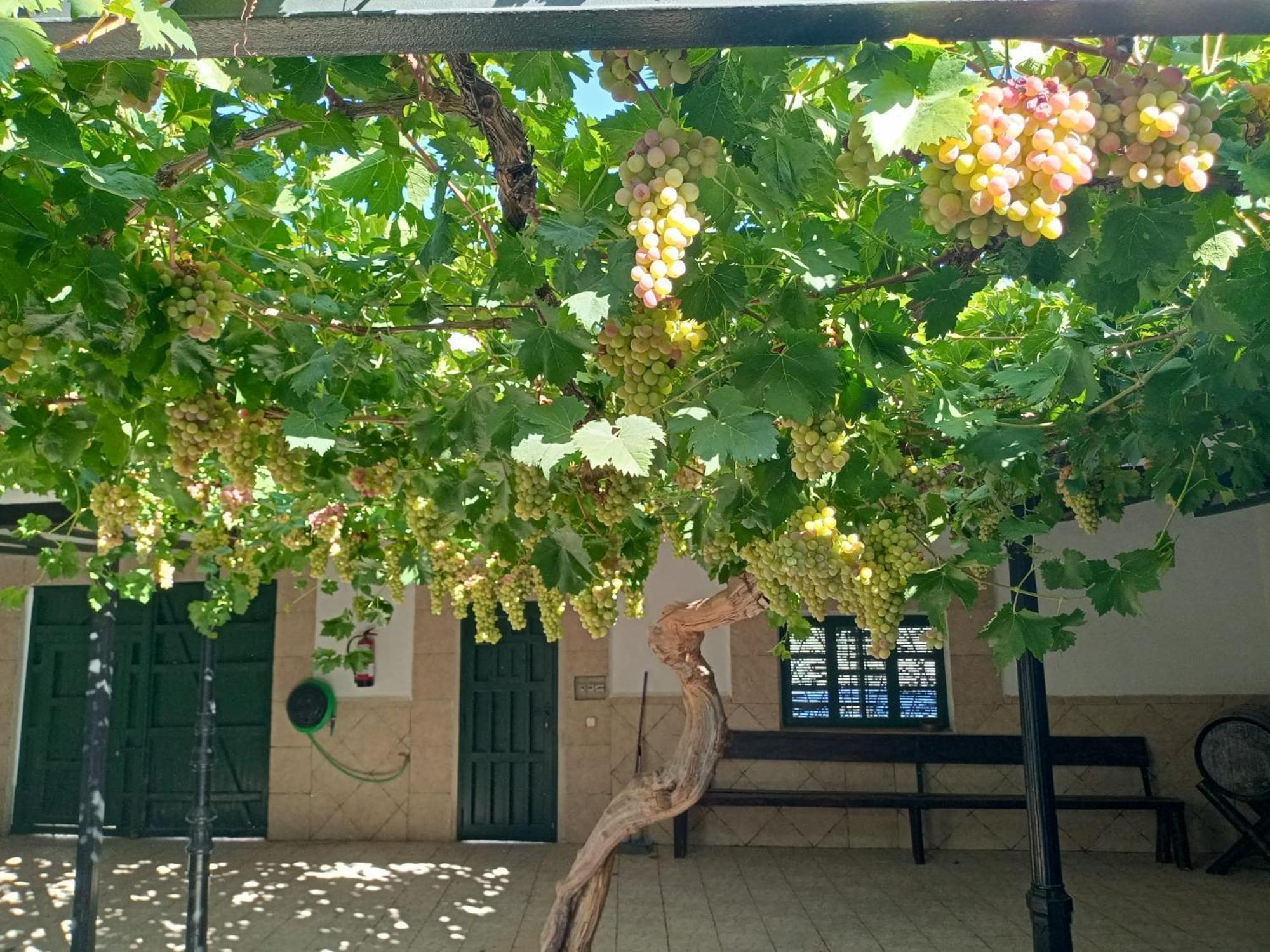 Casa Rural La Del Alba Seria Argamasilla de Alba Kültér fotó